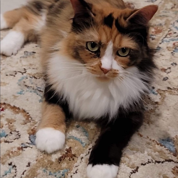 Meet SRQ_Millie! - Picture 5 of 7